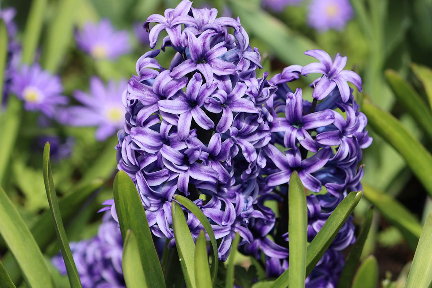 Siniset kevätkukat: Hyasintit Violetit kevätkukatr: Hyasintit